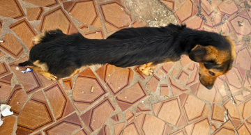 <strong>Mulher é presa após resgate de cães em situação de maus-tratos em Botucatu</strong> <strong>Mulher é presa após resgate de cães em situação de maus-tratos em Botucatu</strong>