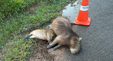 Capivara e dois filhotes morrem atropelados na Rodovia Marechal Rondon em Botucatu