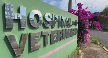 Professora da Unesp de Botucatu explica como identificar e prevenir Câncer de pele nos pets