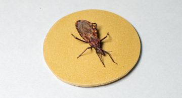 Doença de Chagas: como é transmitida, como deve ser tratada e o que fazer para evitar