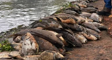 Morte de três toneladas de peixes no Rio Piracicaba é investigada