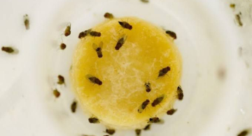 Tempo seco e quente potencializa o surgimento do ‘mosquitinho do calor’