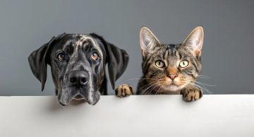 Centro de Acolhimento de Animais de Botucatu promove Feirinha de Adoção de Cães e Gatos