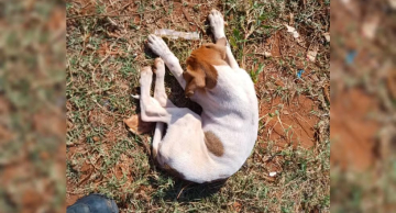 Homem é preso em flagrante por manter cinco cães em situação de maus-tratos em Areiópolis Homem é preso em flagrante por manter cinco cães em situação de maus-tratos em Areiópolis