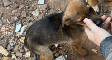Filhote de cão com dificuldade respiratória é resgatado em Botucatu