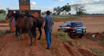 Éguas furtadas em Botucatu são encontradas abandonadas em estrada rural de Itatinga Éguas furtadas em Botucatu são encontradas abandonadas em estrada rural de Itatinga