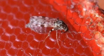 Entenda o que é a febre do Oropouche