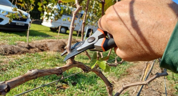 Tem início o período de poda das videiras na Fazenda São Manuel da FCA/Unesp
