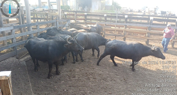 Operação da Polícia Civil elucida furto de bovinos e bubalinos