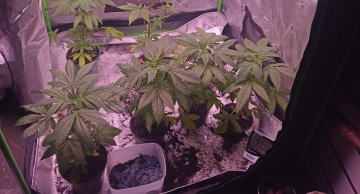 DISE flagra estufa de cultivo indoor de maconha em Botucatu