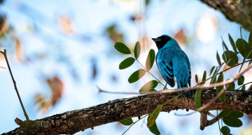 Botucatu terá mais uma edição do “Vem Passarinhar”