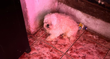Mulher é presa em flagrante por manter 10 cachorros em canil clandestino em Botucatu Mulher é presa em flagrante por manter 10 cachorros em canil clandestino em Botucatu