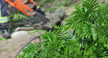 CPFL Paulista adverte sobre riscos de acidentes na poda de vegetação próxima a rede elétrica