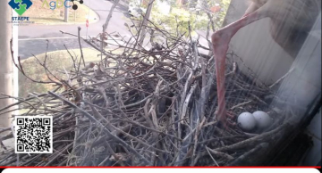 População pode acompanhar ‘BBB’ de famoso casal de Seriemas na Unesp de Botucatu