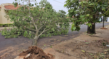 Vendaval derruba árvores, estruturas e deixa bairros sem energia em Botucatu