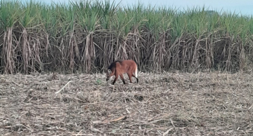 Morador de Vitoriana registra Lobo-guará em canavial de Botucatu