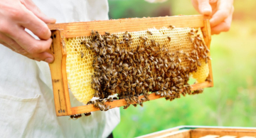 Combate a mel adulterado é um dos desafios da apicultura