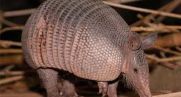 Polícia Civil identifica 4 adolescentes que maltrataram Tatu em parque em Itatinga