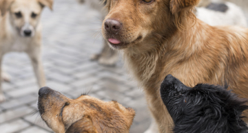 Botucatu realizará mutirão de castração gratuita para cães