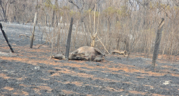 Retropectiva 2024: fogo destruiu por semanas santuários ecológicos em Botucatu