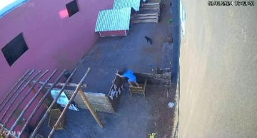 Criança de 9 anos invade hospital veterinário e mata 23 animais no Paraná