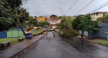 Ventos fortes derrubam ao menos duas árvores em Botucatu