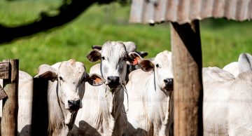 Brucelose: produtor tem até 31 de dezembro para vacinar e declarar rebanho