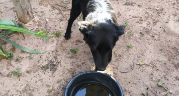 Polícia Civil resgata cachorro acorrentado, sem comida e pouca água em Itatinga