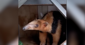 Vigilância Ambiental em Saúde resgata Tamanduá-mirim em casa na Boa Vista