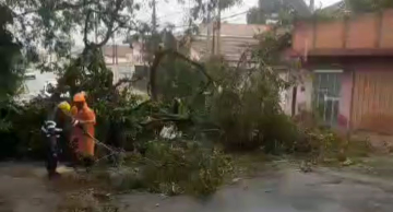 Árvore de grande porte cai em bairro central de Botucatu