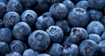 Produtores de Botucatu e Bofete colhem safra de mirtilo