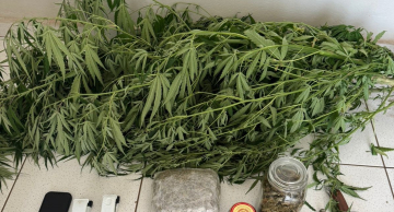 Homem é preso com seis pés de maconha em Botucatu