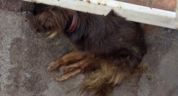 Mulher é presa em Botucatu por negligenciar atendimento veterinário para sua cachorra
