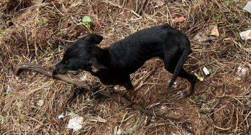 Mulher é presa por negligenciar atendimento veterinário aos seus cães em Botucatu