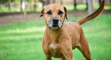 Canil Municipal de Botucatu promove nova Feira de Adoção de cães neste domingo, 06 Canil Municipal de Botucatu promove nova Feira de Adoção de cães neste domingo, 06