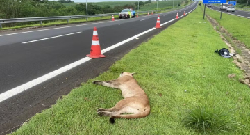 Onça morre atropelada na Rodovia Geraldo de Barros, em Águas de São Pedro