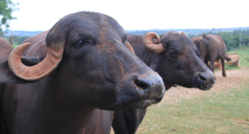 Brasil abre mercado de carne e miúdos de búfalos para o Egito