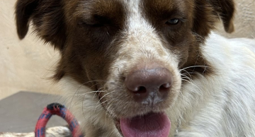 Homem é preso por arremessar cão por cima do muro em Botucatu