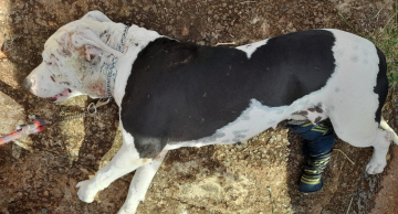 Homem é preso por negligenciar tratamento de sua cachorra em Botucatu