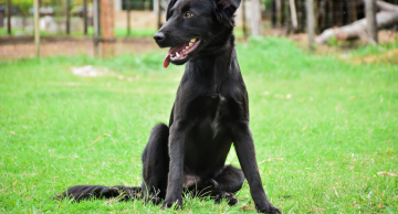 Canil Municipal de Botucatu realizará Feira de Adoção no domingo (09)
