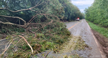 Chuva com granizo derruba árvore em estrada que liga Botucatu a Pardinho