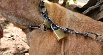 Mulher é presa por manter cachorra Pitbull acorrentada com cadeados em Botucatu