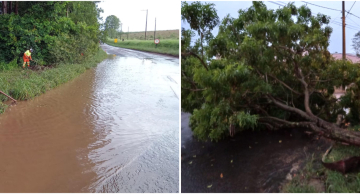 Chuva alaga rodovia e derruba árvores em Botucatu