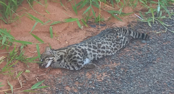 Jaguatirica morre atropelada entre Botucatu e Pardinho