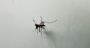 Botucatu tem 148 casos de dengue este ano Botucatu tem 148 casos de dengue este ano