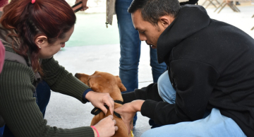 Botucatu terá vacinação antirrábica, microchipagem e feirinha de doação de animais no domingo (12)
