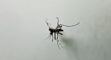 Dengue: Botucatu vive segundo pior ano da série histórica