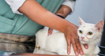 Saiba o que fazer caso seu pet seja picado por um animal peçonhento Saiba o que fazer caso seu pet seja picado por um animal peçonhento