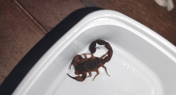 Aparecimento de escorpiões nesta época do ano motiva alerta a moradores de Botucatu Aparecimento de escorpiões nesta época do ano motiva alerta a moradores de Botucatu