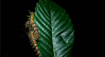 Acidentes com lagartas aumentam no verão; veja cuidados Acidentes com lagartas aumentam no verão; veja cuidados